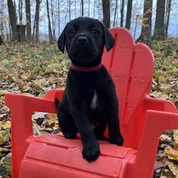 Ronald - Black male Labrador Retriever puppy in Alger, Ohio from Osborne Family Retrievers