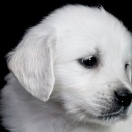 Golden Retriever Puppies from Wendy Olaussen's Golden Retrievers