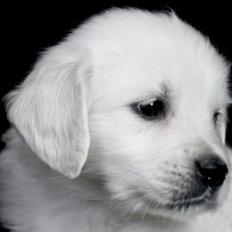 Golden Retriever Puppies from Wendy Olaussen's Golden Retrievers