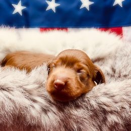 Dachshund Puppies from Hart Dachshunds