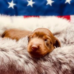 Dachshund Puppies from Hart Dachshunds