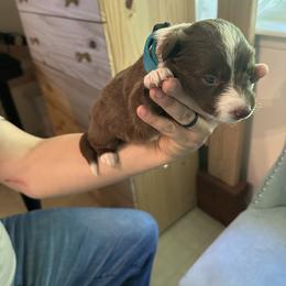 Border Collie Puppies from Athena’s Collies