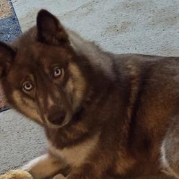 Siberian Huskies from Sierra Pace