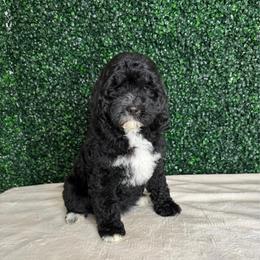 Purple girl - Black and white female Bernedoodle puppy in Modesto, California from Two Doods Doodles