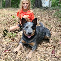 Maybelle - Australian Cattle Dog