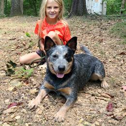 Maybelle - Australian Cattle Dog