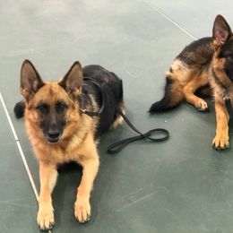 German Shepherd All Grown Up from von Wolfstal German Shepherds