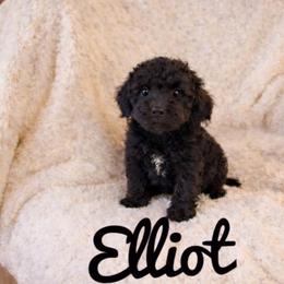 Elliot - Phantom male Goldendoodle puppy in Warrensburg, Missouri from Supreme Doodles