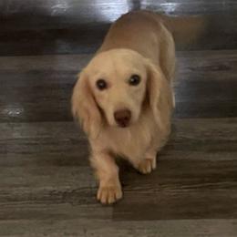 Morgan - Dachshund