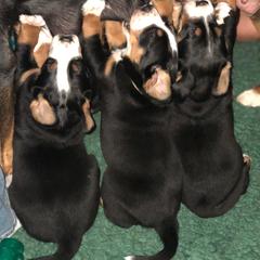 Greater Swiss Mountain Dog Puppies from Legacy Creek