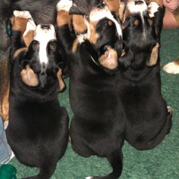 Greater Swiss Mountain Dog Puppies from Legacy Creek