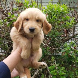 Goldendoodle and Golden Retriever Puppies from Faye Faye’s Golden Doodles