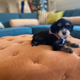 Goldendoodle and Havapoo Puppies from Lady Paws Puppies