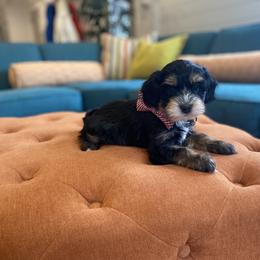 Goldendoodle and Havapoo Puppies from Lady Paws Puppies