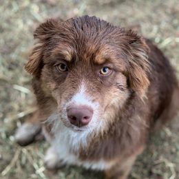 Annie - Australian Shepherd