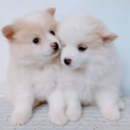 Dachshunds and Pomeranians from South Bama