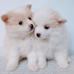 Dachshunds and Pomeranians from South Bama