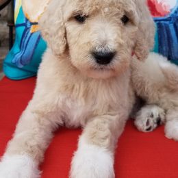 Labradoodle Puppies from Lovey Labradoodles