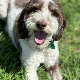 Hazel - Bernedoodle