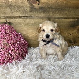 Spencer - Cream male Maltipoo puppy in Middlebury, Indiana from Pine Grove Canines