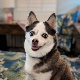 Peaches - Pomsky