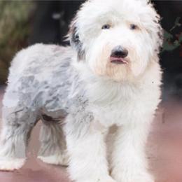 Berri - Sheepadoodle