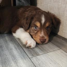 Red (collar color) - Red tri-color male Miniature American Shepherd puppy in Centralia, Washington from Blackjack Mini Aussies