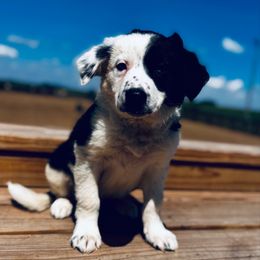 Boy 2 - Orange - Black and white male Border Collie puppy in Minden, Iowa from Rocking N Registered Border Collies & Labradors