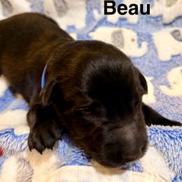 Beau - Black & white male Australian Shepherd puppy in Az, Yuma, Arizona from The Southern Dog