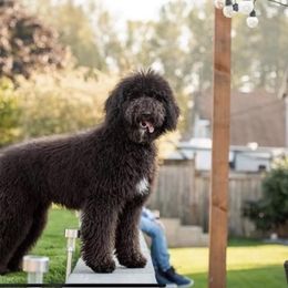 Goldendoodle and Poodle All Grown Up from Colorful Creations Doodles and Poodles