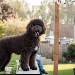 Goldendoodle and Poodle All Grown Up from Colorful Creations Doodles and Poodles