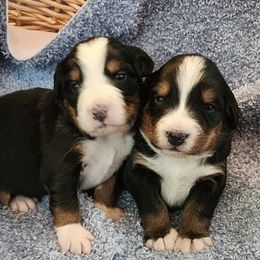 Bernese Mountain Dogs from Kellers Cottage Berners