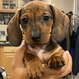 Dachshund Puppies from Ripon Dachshunds