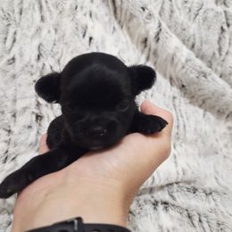 Black tiny girl - Black female Chihuahua puppy in Richmond, Virginia from Breens