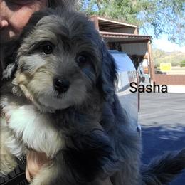 Sally AKA Sasha - Blue merle female Bernedoodle puppy in Dugway, Utah from Luv4Bernedoodles