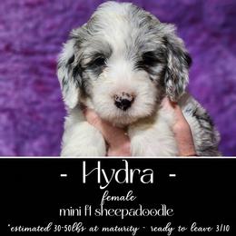 Old English Sheepdog and Sheepadoodle Puppies from Country Roads Sheepdogs & Doodles