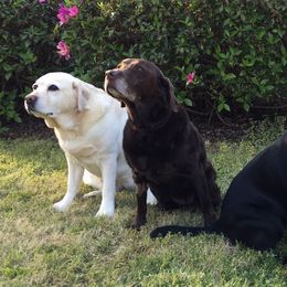 Labrador Retrievers from Shadyrocklabs