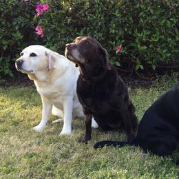 Labrador Retrievers from Shadyrocklabs