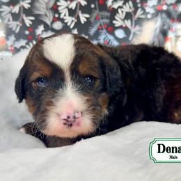 Denali - Sable male Bernedoodle puppy in Milan, Indiana from Doodles & Spice