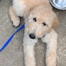Goldendoodle Puppies from SunriseDoodles