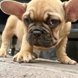 Fred from OFA'd Parents - Fawn male French Bulldog puppy in Billings, Montana from Yellowstone Frenchies