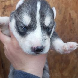 Heartly - Gray and white male Siberian Husky puppy in Mccool Junction, Nebraska from Sininger Lagoon