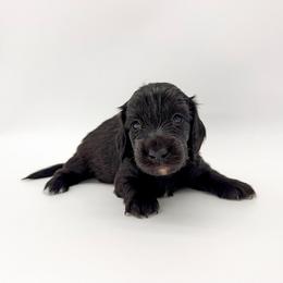 Queen (AKC solid black) - Black female Dachshund puppy in Waddell, Arizona from Neu Doxies