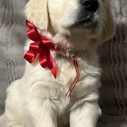 Golden Retriever Puppies from Southern Utah Goldens
