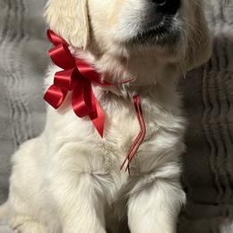 Golden Retriever Puppies from Southern Utah Goldens