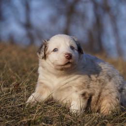Cheezit - Red merle female Australian Shepherd puppy in Glenville, Pennsylvania from Rolling Hills Australian Shepherds