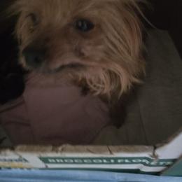 Ninja - Yorkshire Terrier