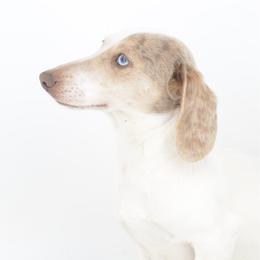 Clementine - Dachshund