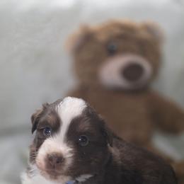 Blue collar - Red tri-color male Miniature American Shepherd puppy in Statesboro, Georgia from Azure Miniature American Shepherds