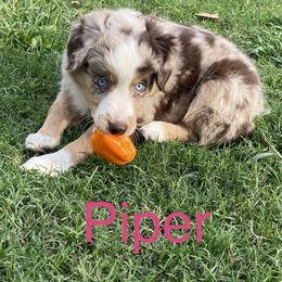 Miniature Australian Shepherd and Toy Australian Shepherd Puppies from Rye Hill Aussies